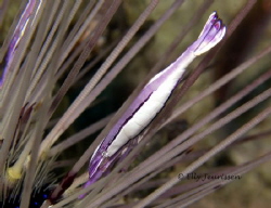 Purple Urchin Shrimp (Stegopontonia commensalis) @ Malapa... by Elly Jeurissen 